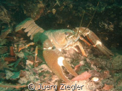 Lake Zurich, Kuessnacht/Switzerland: freshwater lobster by Juerg Ziegler 